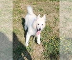 Puppy Baby Frost Alusky-Swiss Shepherd Mix