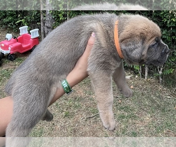 Medium Photo #4 Cane Corso Puppy For Sale in LIBERTY, NC, USA