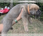 Small #3 Cane Corso