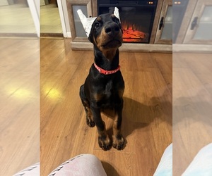 Doberman Pinscher Puppy for sale in LAFAYETTE, TN, USA