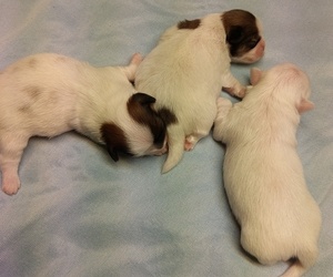 Shih Tzu Litter for sale in FANNING SPGS, FL, USA
