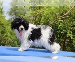 Small #19 Poodle (Toy)