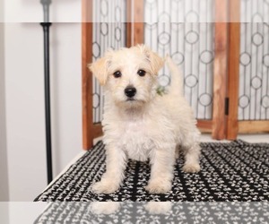 Wee-Poo Puppy for sale in NAPLES, FL, USA