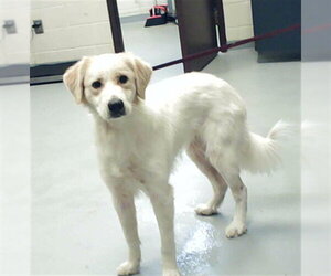 Golden Retriever-Unknown Mix Dogs for adoption in Fayetteville, NC, USA