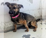 Small #2 Chihuahua Mix