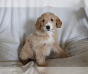 Goldendoodle (Miniature) Puppy for sale in SHILOH, OH, USA