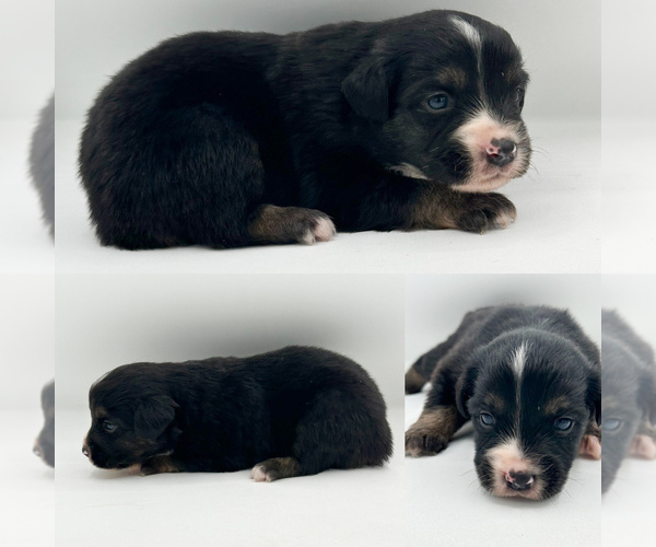 Medium Photo #4 Miniature Australian Shepherd Puppy For Sale in BROOKER, FL, USA