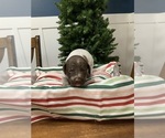 Puppy Puppy 5 German Shorthaired Pointer