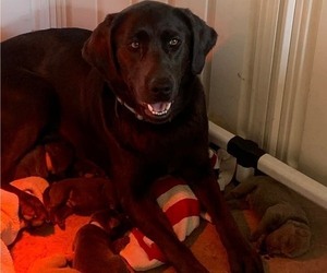 Mother of the Labrador Retriever puppies born on 06/08/2025