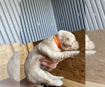Puppy Orange collar Goldendoodle