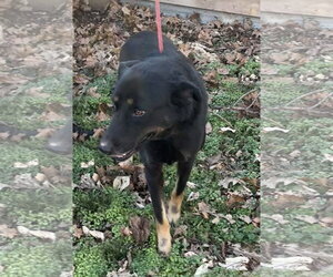 Max - Male Mutt Dog for Adoption - Photo #2
