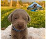 Small Photo #8 Labrador Retriever Puppy For Sale in BATESVILLE, AR, USA