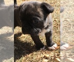Small Photo #19 Buggs Puppy For Sale in AFTON, WY, USA