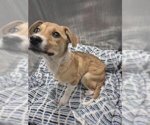 Dachshund-Unknown Mix Dogs for adoption in San Antonio, TX, USA