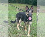 Small #2 German Shepherd Dog