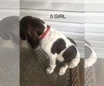Small Photo #14 German Shorthaired Pointer Puppy For Sale in ENTERPRISE, AL, USA