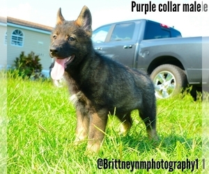German Shepherd Dog-Siberian Husky Mix Puppy for sale in MULBERRY, FL, USA