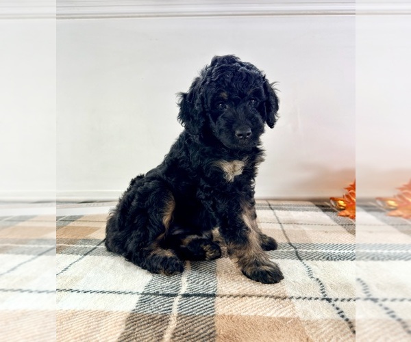 Medium Photo #4 Bernedoodle (Miniature) Puppy For Sale in GREENFIELD, IN, USA