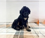 Small #3 Bernedoodle (Miniature)