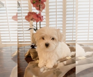 Maltese Puppy for sale in RANCHO CUCAMONGA, CA, USA