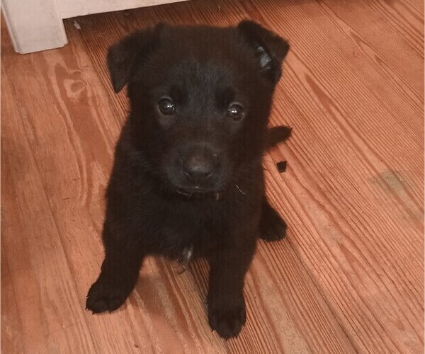 Medium Photo #6 German Shepherd Dog Puppy For Sale in SCREVEN, GA, USA