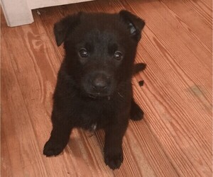 Medium German Shepherd Dog