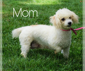 Mother of the Poodle (Miniature) puppies born on 08/15/2020