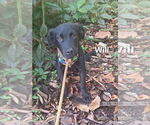 Small #5 Labrador Retriever Mix