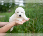 Small Photo #11 Maremma Sheepdog Puppy For Sale in CONWAY, MO, USA