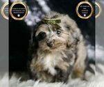 Puppy Mario YorkiePoo