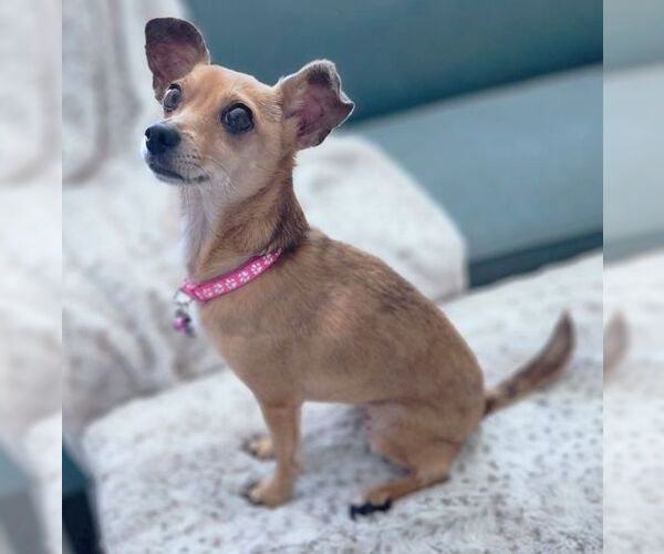 Medium Photo #3 Chihuahua Puppy For Sale in Tustin, CA, USA