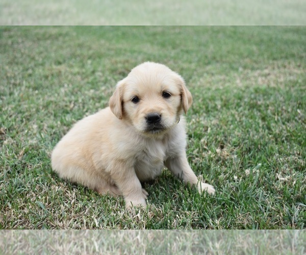 Medium Photo #1 Golden Retriever Puppy For Sale in FORDLAND, MO, USA