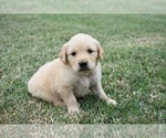 Image preview for Ad Listing. Nickname: Molly