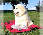 Small Photo #2 Great Pyrenees Puppy For Sale in BRIGHTON, IA, USA