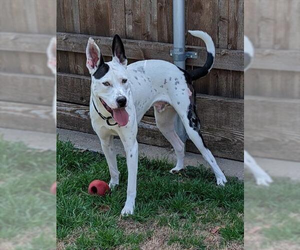 Medium Photo #1 Mutt Puppy For Sale in Plano, TX, USA