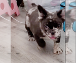 Small #1 French Bulldog