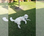 Small #4 Great Pyrenees