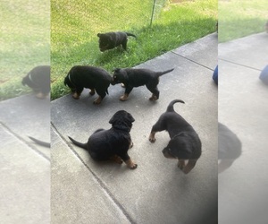 Rottweiler Puppy for sale in CUMMING, GA, USA