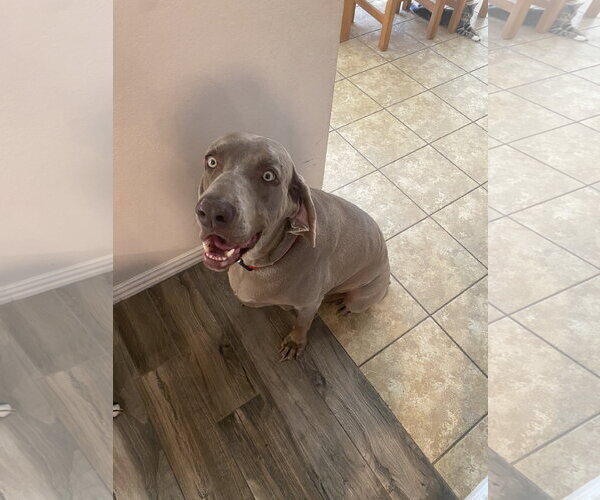 Medium Photo #3 Weimaraner Puppy For Sale in Fort Worth, TX, USA
