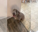 Small Photo #3 Weimaraner Puppy For Sale in Fort Worth, TX, USA