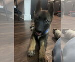 Small #2 Huskies  Mix
