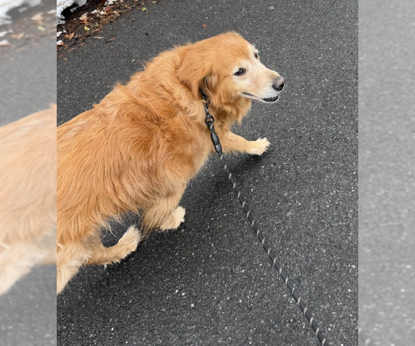 Medium Photo #4 Mutt Puppy For Sale in Brooklyn, NY, USA