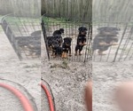 Image preview for Ad Listing. Nickname: Litter of 6