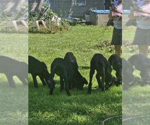 Great Dane Puppy for sale in HOPKINSVILLE, KY, USA