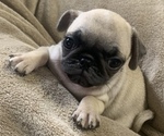 Small Photo #5 Pug Puppy For Sale in CHATTANOOGA, TN, USA