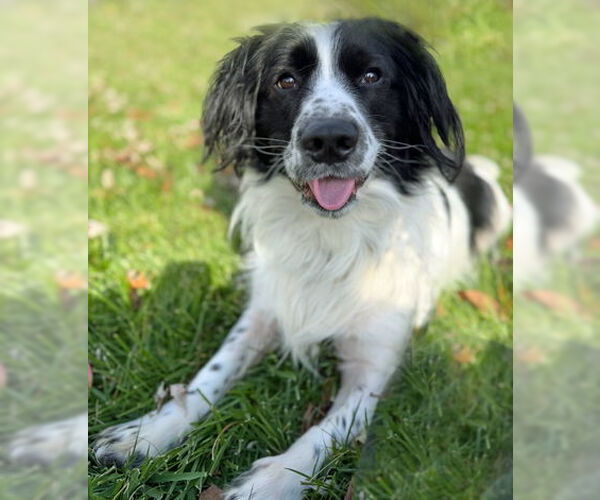 Medium Photo #5 Cocker Spaniel Puppy For Sale in Arlington, VA, USA