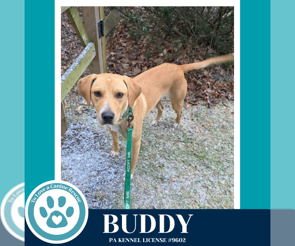 Medium Photo #3 Labrador Retriever-Unknown Mix Puppy For Sale in Kimberton, PA, USA