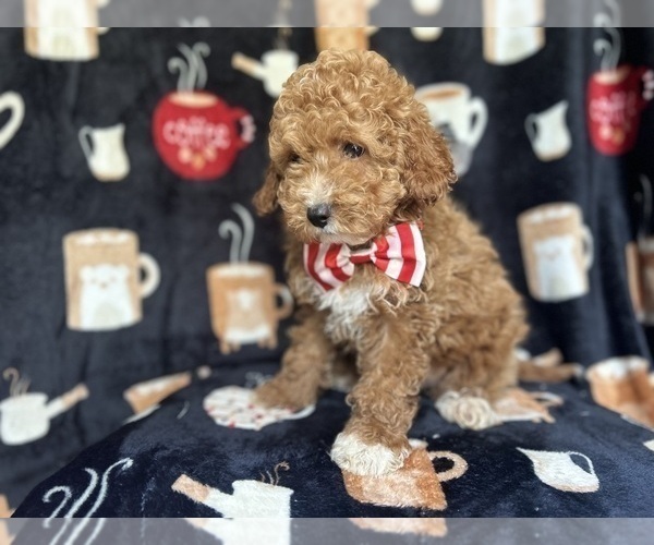 Medium Photo #3 Cock-A-Poo Puppy For Sale in LAKELAND, FL, USA