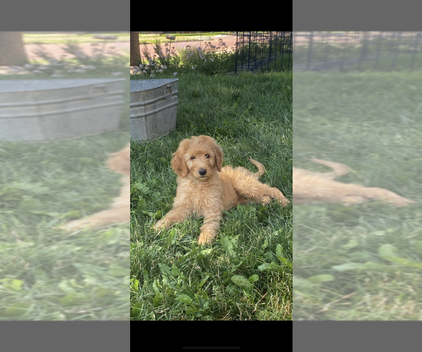 Medium Photo #2 Goldendoodle Puppy For Sale in TRINIDAD, CO, USA