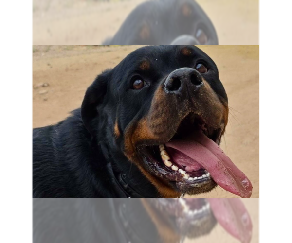 Medium Photo #5 Rottweiler Puppy For Sale in Gilbert, AZ, USA